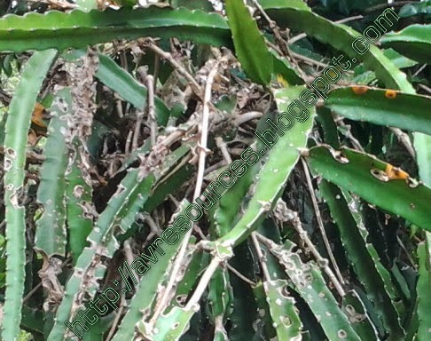 Agro Vista Resources: Dragon Fruit Plant Diseases